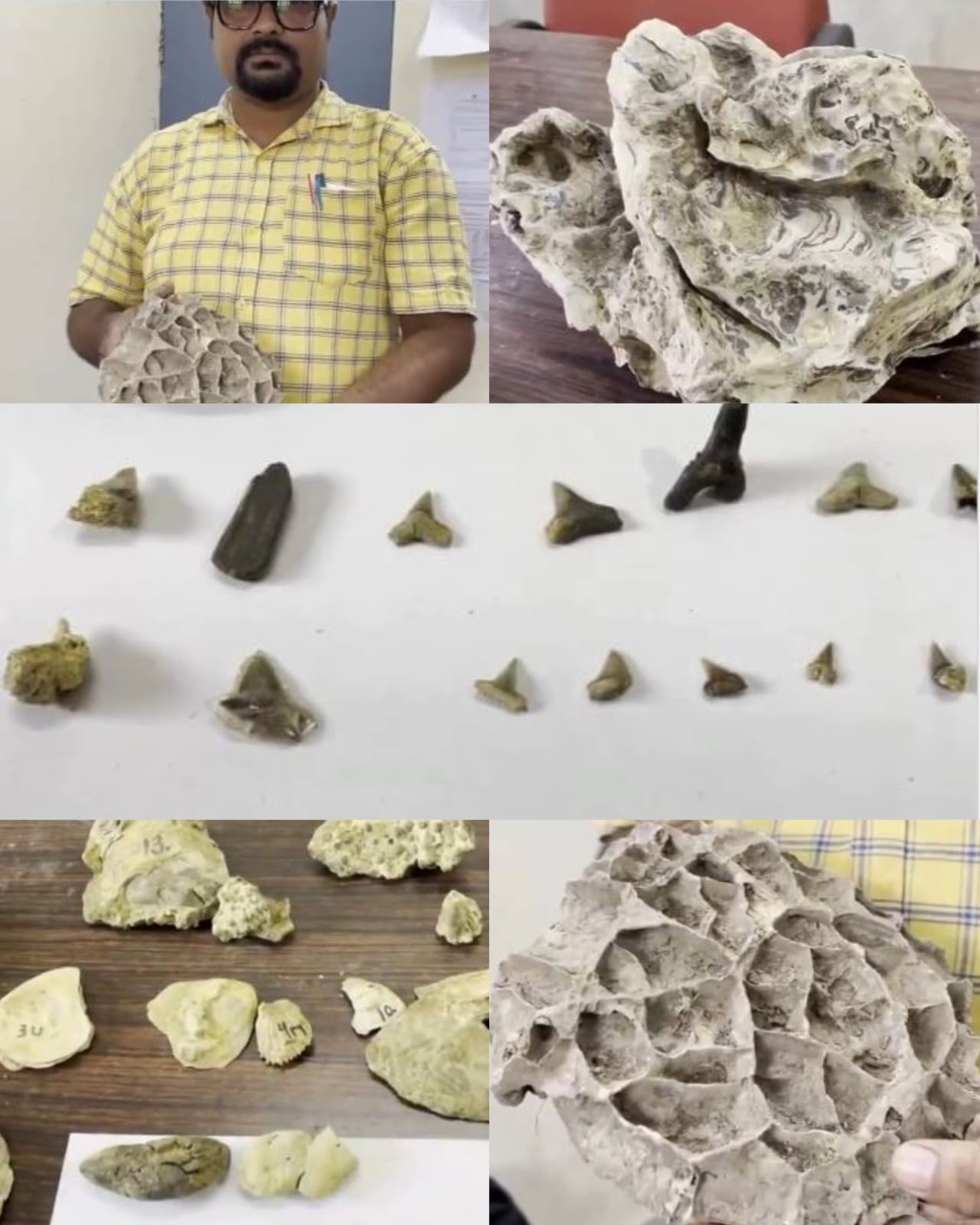Marine Fossils Reveal Baripada&rsquo;s Ancient Undersea Past